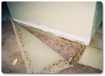 Construction Defect Litigation in Davis and Woodland, CA